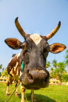Cow funny face closeup, Ceylon. Sacred animal in bubbhism religion. Asia culture