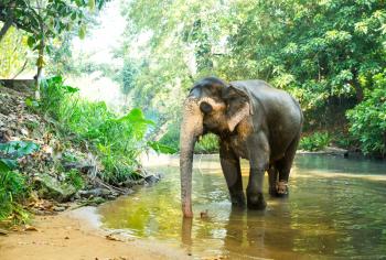 Ceylon wild elephant drink water from river in the jungle. Sri Lanka wildlife