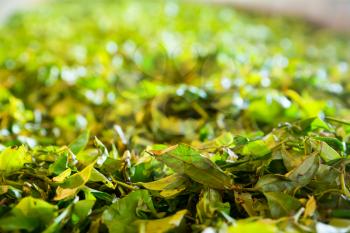 Ceylon tea bushes, green plantations of Sri Lanka. Harvest fields