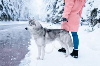 Female person walks in the park with siberian husky, snowy forest on background. Girl with charming dog. Woman loves her domestic animal