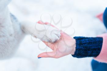 Female person hand holds husky dog paw closeup view. Real friendship forever. Domestic animal