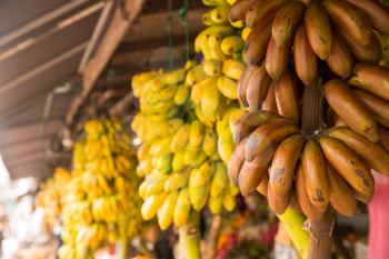 Bananas bunch in fruit shop on sri lanka. Ceylon tropical sweets