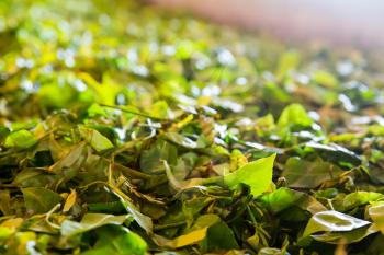Ceylon tea leaves closeup, harvest drying process. Sri Lanka factory 