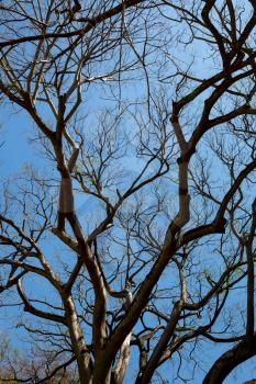 Dry tree, bottom view, Sri Lanka. Ceylon nature landscape