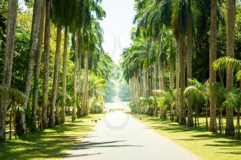 Palm alley, beautiful attractions of Sri Lanka. Ceylon landscape