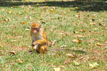 Monkey in tropical fauna on Ceylon, young macaque. Widlife scene, Asia