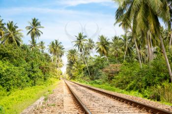 Palm forest across railway road on Sri Lanka, old village on background. Ceylon tropical landscape