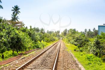 Palm forest across railway road on Ceylon. Sri Lanka travel route