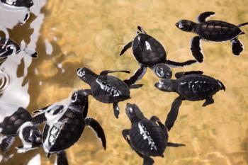 Newborn turtles in water, seaturtles Sri Lanka. Seaturtle baby, indian ocean Ceylon