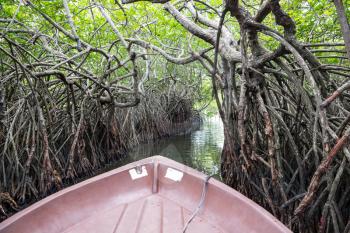 Jungle river and tropical mangroves on Ceylon, view from boat. Sri-Lanka landscape