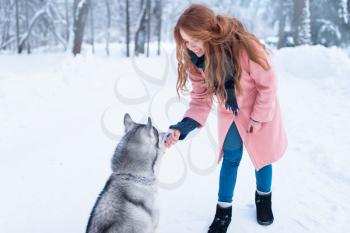 Pretty woman with playful husky dog, snowy forest on background. Cute girl with funs with charming pet