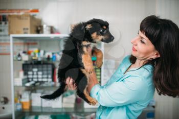 Female veterinarian holds little dog in hands, veterinary clinic. Vet doctor, treatment a sick dog