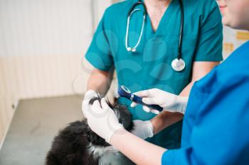 Professional veterinarians examining dogs ears, veterinary clinic. Vet doctors working, treatment a sick dog