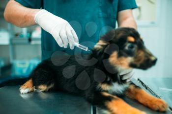 Male specialist gives an injection to the dog, veterinary clinic. Vet doctor, treatment a sick dog