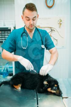 Veterinarian gives an injection to the dog, veterinary clinic. Vet doctor, treatment a sick dog