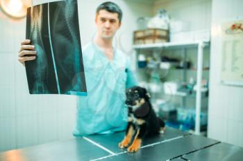 Veterinarian specialist looks at the x-ray of the dog, veterinary clinic. Vet doctor, treatment a sick dog