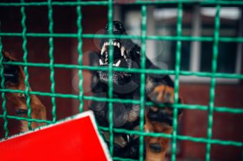 Dog face behind bars in veterinary clinic, no people. Vet hospital, professional treatment of domestic animals