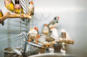 Domestic birds sitting on a stick in pet shop. Poultry in zooshop, advertising concept