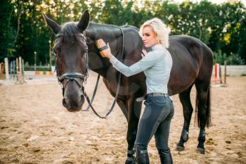 Young blonde woman take caring for the hair of brown horse. Equestrian sport, attractive lady and beautiful stallion