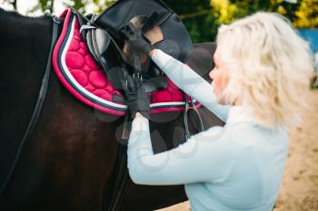 Female rider preparing a horse saddle, horseback riding. Equestrian sport, young woman and beautiful stallion, farm animal