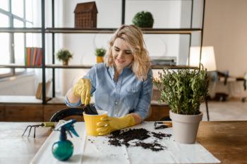 Young woman in gloves sitting at the table and changes the soil in home plants, florist hobby. Female person takes care of domestic flowers