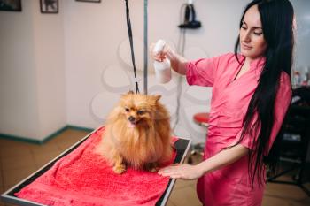 Female pet groomer, dog in grooming salon. Professional groom and hairstyle for domestic animals