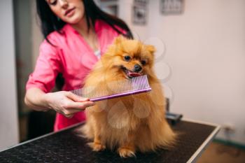 Pet groomer with comb, dog washing in grooming salon. Professional groom and hairstyle for domestic animals