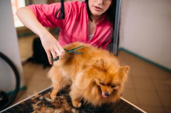 Pet groomer makes grooming dog, hairstyle for domestic animal. Professional groom and cleaning service