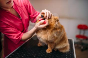 Pet groomer cleans teeth of a dog in grooming salon. Professional groom and hairstyle for domestic animals