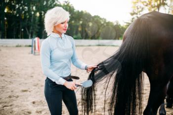 Young woman combing the tail of the horse. Equestrian sport, attractive lady and beautiful stallion