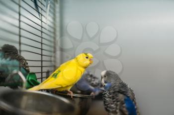 Two parrots sitting on a stick in pet shop, closeup. Birds in zooshop, advertising concept