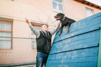Cynologist training working dog on playground. Owner with his obedient pet outdoor, bloodhound domestic animal