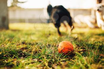 Watch dog finds a ball, training outdoor. Sniffer searching for a toy on playground
