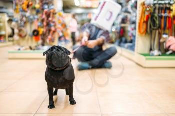 Father having fun with puppy in pet shop. Family chooses accessories in petshop, caring for domestic animals