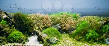 Aquarium algae, elements of flora in fishbowl, closeup, pet shop