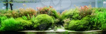 Aquarium algae, elements of flora in fishbowl, closeup, pet shop. Accessories for fish in petshop