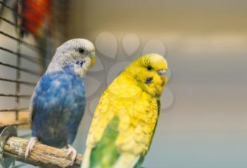 Two parrots sitting on a stick in pet shop, closeup. Birds in zooshop, advertising concept