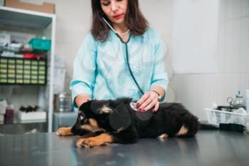 Female veterinarian examining dog, veterinary clinic. Vet doctor, treatment a sick dog