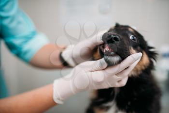 Female veterinarian examining dogs mouth, veterinary clinic. Vet doctor, treatment a sick dog