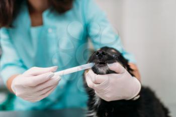 Female veterinarian examining dogs teeth, veterinary clinic. Vet doctor, treatment a sick dog