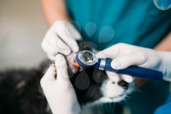Professional veterinarians examining dogs ears, veterinary clinic. Vet doctors working, treatment a sick dog