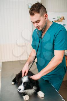 Male veterinarian examining dog, veterinary clinic. Vet doctor, treatment a sick dog