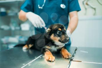 Male specialist gives an injection to the dog, veterinary clinic. Vet doctor, treatment a sick dog