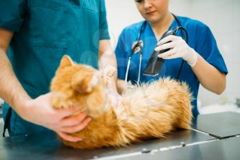 Professional veterinarians examining cat, veterinary clinic. Vet doctors working, treatment a sick dog