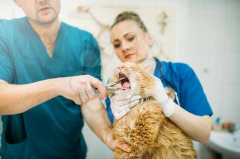 Professional veterinarians looks at the cats mouth, veterinary clinic. Vet doctors working in animal hospital