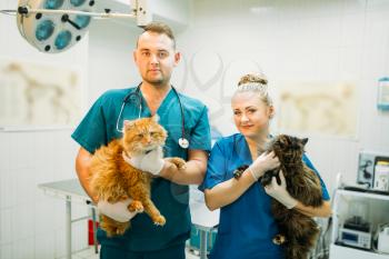 Professional veterinarians poses with cats, veterinary clinic. Vet doctors with cute patients, treatment a sick dog