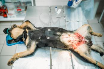 Dog on a surgery operation in veterinary clinic. Vet hospital patient