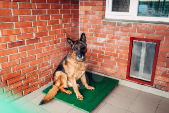 Dog  examining in veterinary clinic, no people. Vet hospital, professional treatment of domestic animals