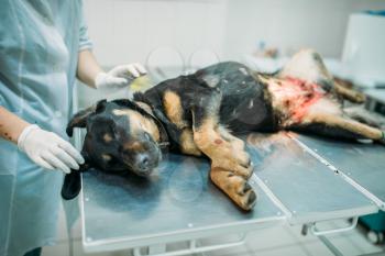 Dog on a surgery operation in veterinary clinic. Vet hospital patient