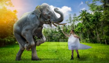 Mad freak man wrapped in packaging film plays with elephant, green nature on background. Crazy male person and wild animal